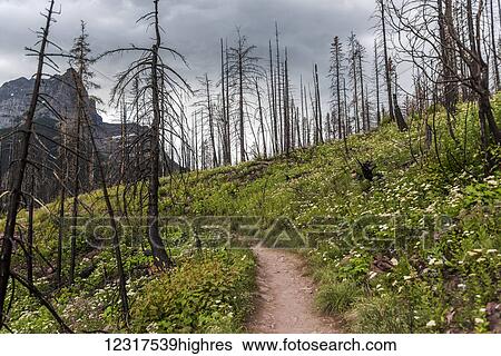Stock Photograph - St. Mary Falls trail with dead trees and new growth; Browning, Montana, United States of America. Fotosearch
