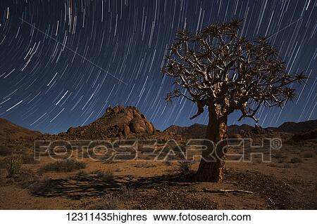 Stock Photograph - Star trails above a quiver tree (kokerboom or aloe dichotoma) in Richtersveld National Park; South Africa. Fotosearch