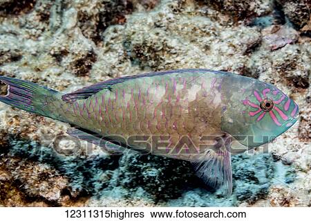 Stock Photograph - Stareye Parrotfish (Calotomus carolinus) terminal phase male photographed while scuba diving the Kona coast; Kona, Island of Hawaii, Hawaii, United States of America. Fotosearch