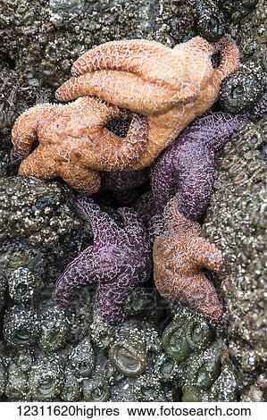 Stock Photograph - Starfish, Olympic National Park; Washington, United States of America. Fotosearch