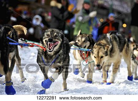 Start of the 2011 Iditarod Race in downtown Anchorage, Alaska View Large Photo Image Stock Image - Start of the 2011 Iditarod Race in downtown Anchorage, Alaska. Fotosearch