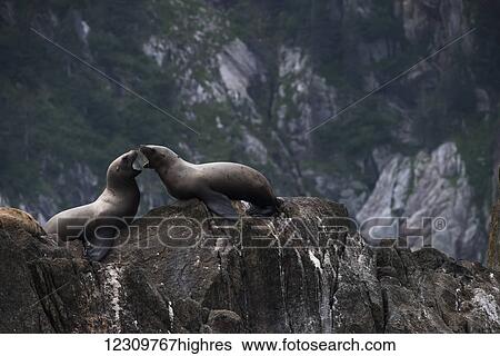 Stock Photograph - Stellar sea lions (Eumetopias jubatus) on the rocks in the harbour; Seward, Alaska, United States of America. Fotosearch