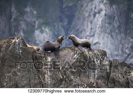 Stock Photograph - Stellar sea lions (Eumetopias jubatus) on the rocks in the harbour; Seward, Alaska, United States of America. Fotosearch