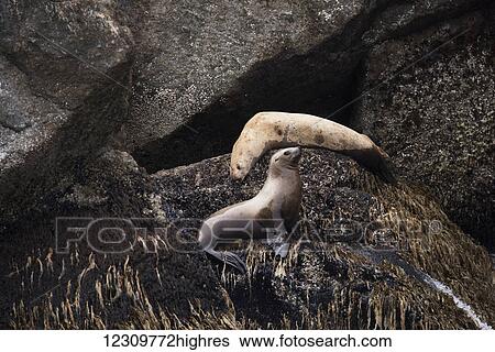Stock Photograph - Stellar sea lions (Eumetopias jubatus) in the harbour; Seward, Alaska, United States of America. Fotosearch