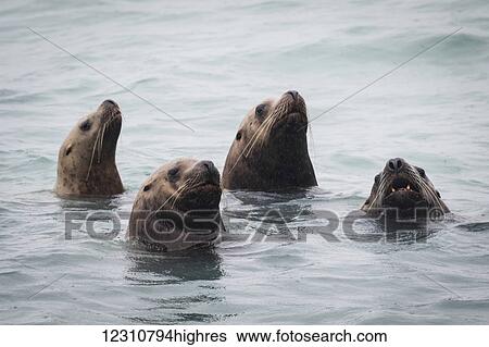 Stellar Sea lions (Eumetopias jubatus) swimming, South-central Alaska; Alaska, United States of America View Large Photo Image Stock Photograph - Stellar Sea lions (Eumetopias jubatus) swimming, South-central Alaska; Alaska, United States of America. Fotosearch