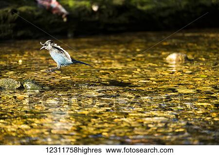 Stock Photograph - Stellar's Jay (Cyanocitta stelleri), Great Bear Rain Forest; Gribbell Island, British Columbia, Canada. Fotosearch