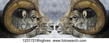 Stock Photograph - Stone Sheep (ovis dalli stonei) head to head, Yukon Wildlife Preserve; Yukon, Canada. Fotosearch