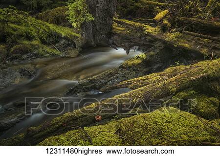 Stream flows through the lush rainforest; Haida Gwaii, British Columbia, Canada View Large Photo Image Stock Photograph - Stream flows through the lush rainforest; Haida Gwaii, British Columbia, Canada. Fotosearch