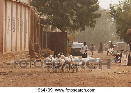 Street Scene, with sheep in Segou, Mali View Large Photo Image Stock Photo - Street Scene, with sheep in Segou, Mali. Fotosearch