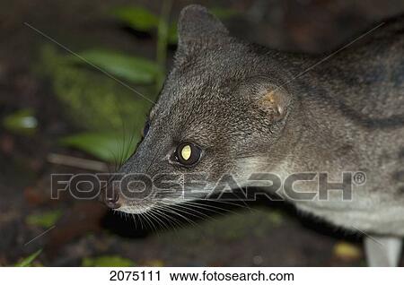 Stock Image - Striped Civet Cat (Fossa Fossana) In Ranomafana National Park, Fianarantsoa Province, Madagascar. Fotosearch