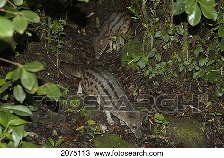 Striped Civet Cats (Fossa Fossana) In Ranomafana National Park, Fianarantsoa Province, Madagascar View Large Photo Image Stock Image - Striped Civet Cats (Fossa Fossana) In Ranomafana National Park, Fianarantsoa Province, Madagascar. Fotosearch