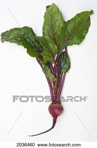 Studio Shot Of Fresh Beet At Full Length View Large Photo Image Stock Image - Studio Shot Of Fresh Beet At Full Length. Fotosearch