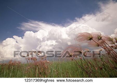 Stock Photograph - Summer storm clouds and prairie smoke blossoms on a Hubbard County prairie near Park Rapids; Minnesota, United States of America. Fotosearch