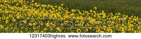 Stock Photograph - Sunflowers (Helianthus annuus); Knowlton, Quebec, Canada. Fotosearch