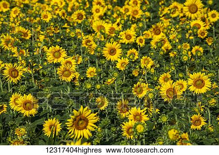 Stock Photograph - Sunflowers (Helianthus annuus); Knowlton,. Fotosearch
