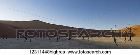 Stock Photograph - Sunrise starts to light up the sand dunes surrounding the Deadvlei, part of the Namib desert in Sossusvlei; Namibia. Fotosearch