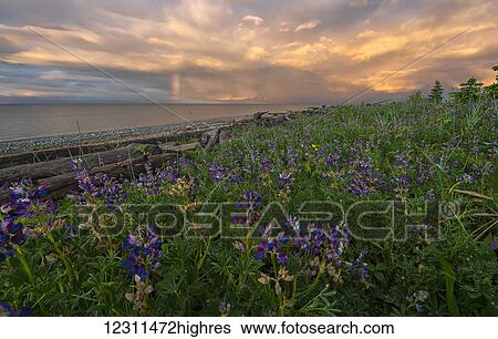 Sunset over Hecate Strait with purple flowers in the foreground; Haida Gwaii, British Columbia, United States of America View Large Photo Image Stock Photograph - Sunset over Hecate Strait with purple flowers in the foreground; Haida Gwaii, British Columbia, United States of America. Fotosearch