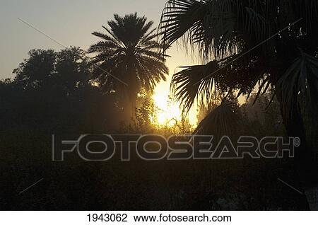 Stock Image - Sunset Over The Grove By The Seraj-Ul Emorat In Jalalabad, Nangarhar Province, Afghanistan. Fotosearch