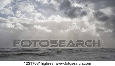 Sunset rays fall over the sea with birds in flight; Greymouth, South Island, New Zealand View Large Photo Image Stock Photograph - Sunset rays fall over the sea with birds in flight; Greymouth, South Island, New Zealand. Fotosearch
