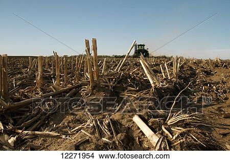 Surface view of a tractor pulling a tillage implement preparing a field of corn stalks and residue for minimum tillage planting of soybeans, near Truman; Minnesota, United States of America View Large Photo Image Picture - Surface view of a tractor pulling a tillage implement preparing a field of corn stalks and residue for minimum tillage planting of soybeans, near Truman; Minnesota, United States of America. Fotosearch