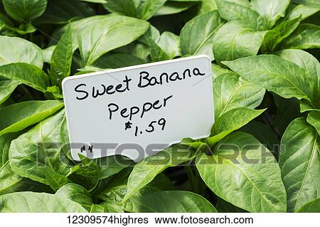 Sweet Banana Pepper plants in greenhouse; Lancaster, Pennsylvania, United States of America View Large Photo Image Stock Photograph - Sweet Banana Pepper plants in greenhouse; Lancaster, Pennsylvania, United States of America. Fotosearch