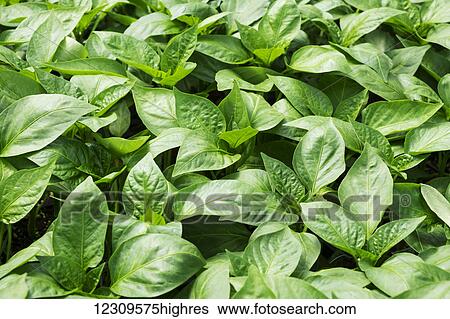 Sweet Banana Pepper plants in greenhouse; Lancaster, Pennsylvania, United States of America View Large Photo Image Stock Photograph - Sweet Banana Pepper plants in greenhouse; Lancaster, Pennsylvania, United States of America. Fotosearch