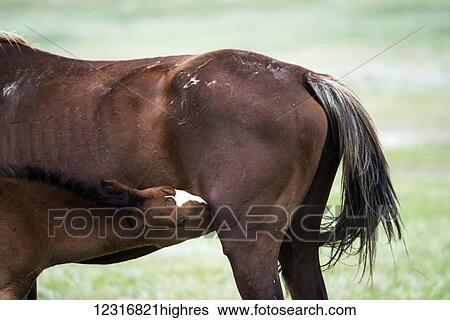 Stock Photograph - Tail and rear of a wild horse, Theodore Roosevelt National Park; North Dakota, United States of America. Fotosearch