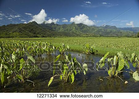 Picture - Taro growing in water, Hanalei Valley; Hanalei, Kauai, Hawaii, United States of America. Fotosearch