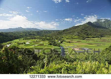 Stock Image - Taro growing in water, Hanalei Valley; Hanalei, Kauai, Hawaii, United States of America. Fotosearch