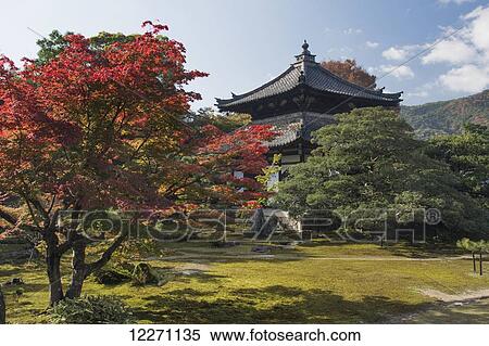 Stock Photography - Temple grounds with red maple tree; Arashiyama, Kyoto, Japan. Fotosearch