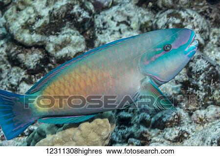 Stock Photograph - Terminal phase male Bullethead Parrotfish (Chlororus sordidus) photographed while scuba diving the Kona coast; Kona, Island of Hawaii, Hawaii, United States of America. Fotosearch