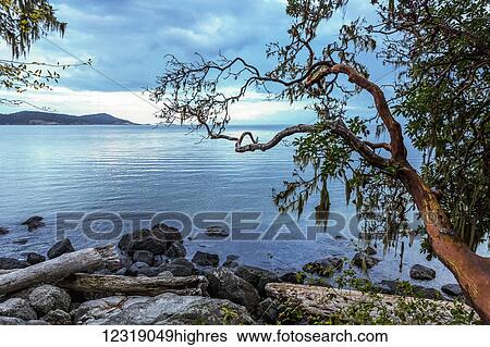 Stock Photograph - The arbutus trunk seems to glow, even on a cloudy afternoon in late summer, along the shore of East Sooke Regional Park; British Columbia, Canada. Fotosearch