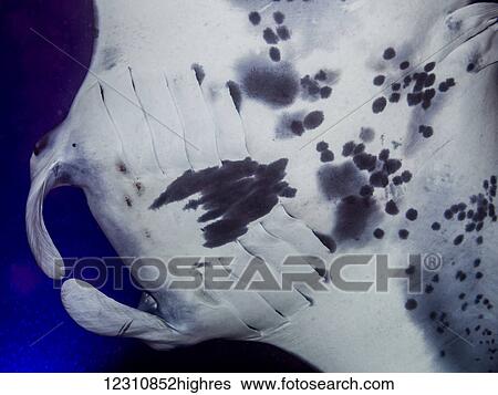 The individual unique spot pattern on the underside of a Coastal Manta Ray (Manta alfredi) that was photographed while scuba diving the Kona coast at night; Kona, Island of Hawaii, Hawaii, United States of America View Large Photo Image Stock Photograph - The individual unique spot pattern on the underside of a Coastal Manta Ray (Manta alfredi) that was photographed while scuba diving the Kona coast at night; Kona, Island of Hawaii, Hawaii, United States of America. Fotosearch