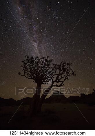 Stock Photograph - The milky way slashes across the night sky above a quiver tree (kokerboom, aloe dichotoma) in Richtersveld National Park; South Africa. Fotosearch