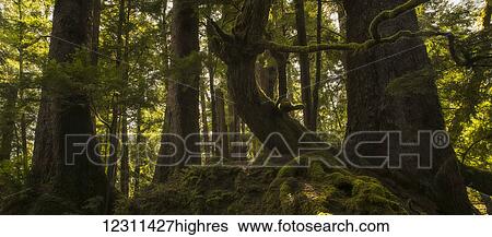 Stock Photograph - The old growth trees of Haida Gwaii come to life as the sun shines through them; Haida Gwaii, British Columbia, Canada. Fotosearch
