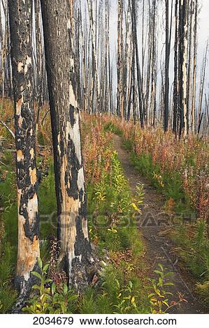 Stock Photo - The Rockwall Trail At The Flow Lake Trailhead, Kootenay National Park, British Columbia. Fotosearch