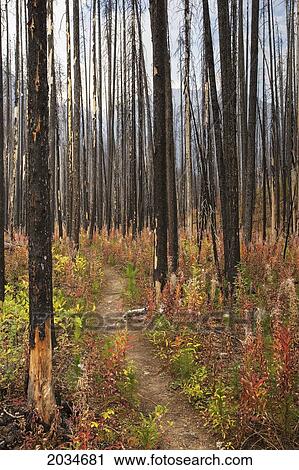 Stock Image - The Rockwall Trail, Kootenay National Park, British Columbia. Fotosearch