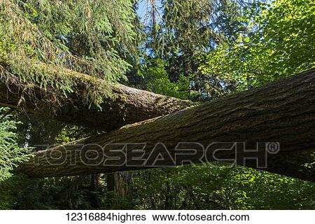 Stock Photograph - The trail passes beneath fallen logs in the Hoh Rain Forest; Forks, Washington, United States of America. Fotosearch