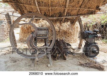 Thrashing Machine And Cow, Bihar, India View Large Photo Image Stock Image - Thrashing Machine And Cow, Bihar, India. Fotosearch