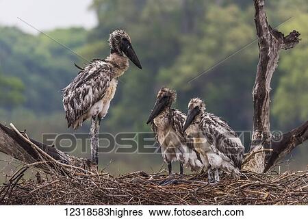 Three juvenile jabiru storks (Jabiru mycteria) standing in nest; Mato Grosso do Sul, Brazil View Large Photo Image Stock Photograph - Three juvenile jabiru storks (Jabiru mycteria) standing in nest; Mato Grosso do Sul, Brazil. Fotosearch