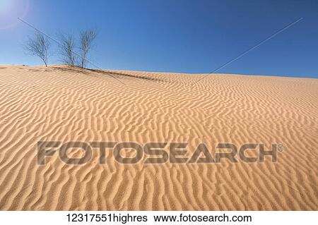 Three small bushes grow at the top of a sand dune; Mendoza, Argentina View Large Photo Image Stock Photograph - Three small bushes grow at the top of a sand dune; Mendoza, Argentina. Fotosearch