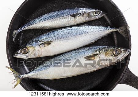 Three whole mackerel fish in a cast iron skillet and a white background; Calgary, Alberta, Canada View Large Photo Image Stock Photograph - Three whole mackerel fish in a cast iron skillet and a white background; Calgary, Alberta, Canada. Fotosearch