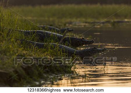 Stock Photograph - Three yacare caiman (Caiman yacare) in shallows at sunset; Mato Grosso do Sul, Brazil. Fotosearch