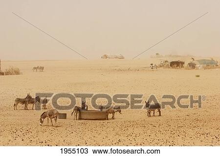 Stock Image - Tiriken, A Tuareg Village In The Dust Created By The Harmattan Wind Coming From The Sahara Desert, Mali. Fotosearch