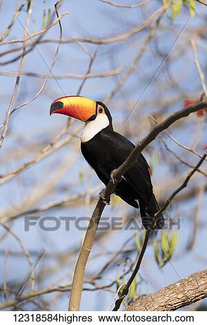 Stock Photograph - Toco toucan (Ramphastos toco) on branch looking at camera; Mato Grosso do Sul, Brazil. Fotosearch