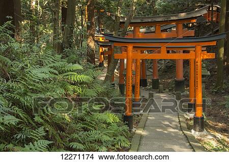 Picture - Tori gates in the forest; Kyoto, Japan. Fotosearch