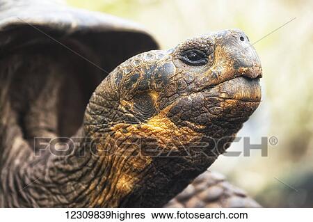 Stock Photograph - Tortoise; Galapagos Islands, Ecuador. Fotosearch