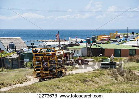 Tour bus carries passengers on the sand road along the coast to accommodations; Cabo Polonio, Uruguay View Large Photo Image Stock Photo - Tour bus carries passengers on the sand road along the coast to accommodations; Cabo Polonio, Uruguay. Fotosearch