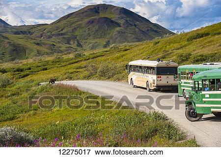 Stock Photo - Tour buses line up on the Park Road at Highway Pass as a grizzly bear approaches the road in Denali National Park with Sony Dome in the background, Interior Alaska. Fotosearch