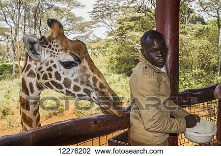 Stock Image - Tourist feeding a Rothschild's giraffe (Giraffa camelopardalis rothschildi) at the Giraffe Centre; Nairobi, Kenya. Fotosearch